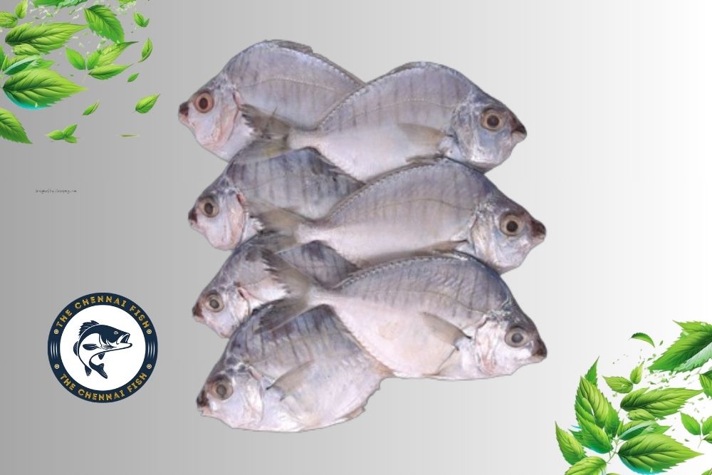 Silver belly Fish / Kara Podi Meen / காரப்பொடி - (1kg)